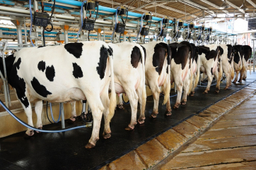 Россия увеличит производство молока до 32 миллионов тонн